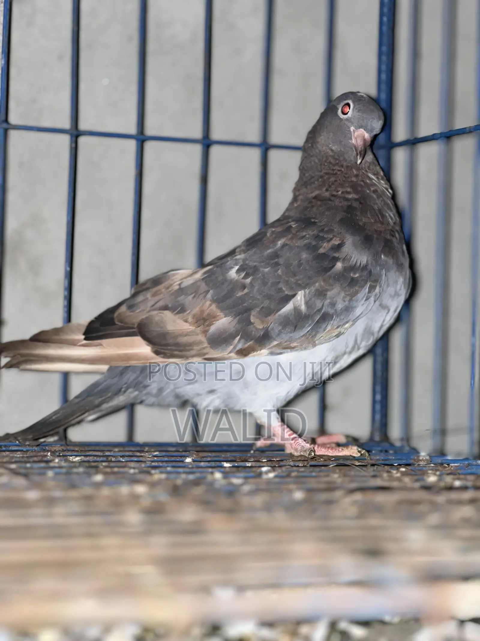 দেশি কবুতর বিক্রি করা হবে সিলবার কালার Male আর কিছুটা লাল Female