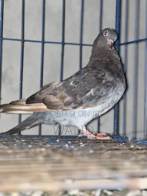 দেশি কবুতর বিক্রি করা হবে সিলবার কালার Male আর কিছুটা লাল Female