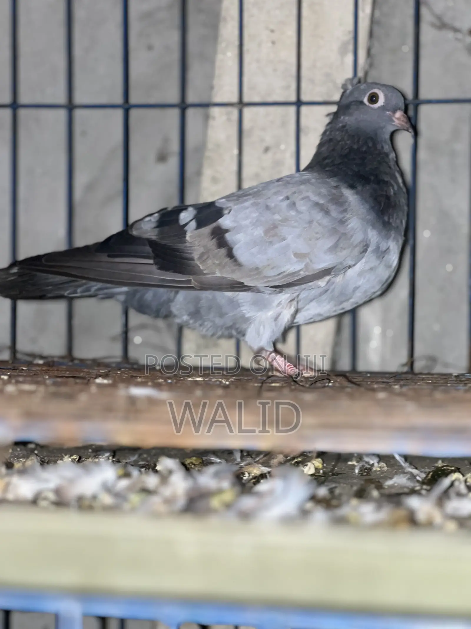 দেশি কবুতর বিক্রি করা হবে সিলবার কালার Male আর কিছুটা লাল Female