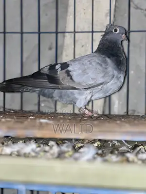 Photo - দেশি কবুতর বিক্রি করা হবে সিলবার কালার Male আর কিছুটা লাল Female