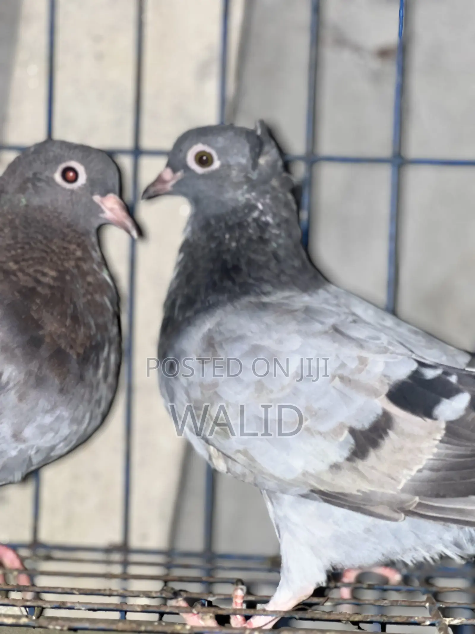 দেশি কবুতর বিক্রি করা হবে সিলবার কালার Male আর কিছুটা লাল Female