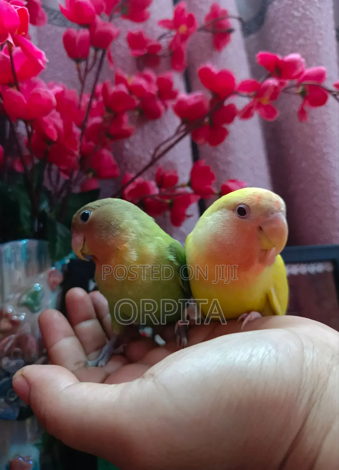 একজোড়া লাভ Bird , Half Tame