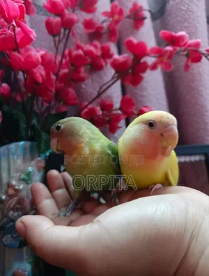 একজোড়া লাভ Bird , Half Tame