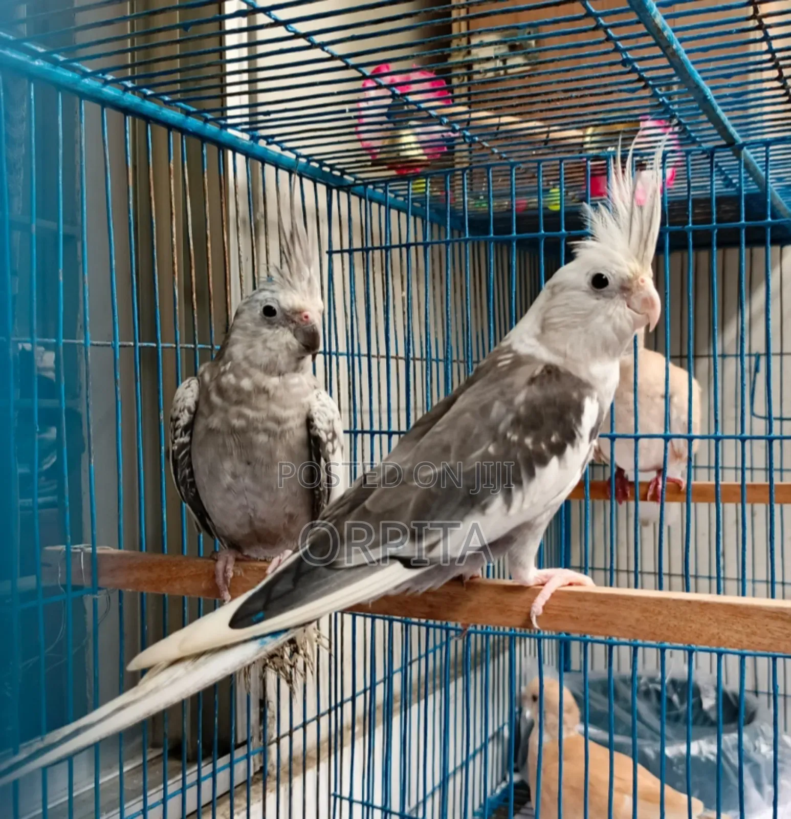 একজোড়া Adult ককাটেল