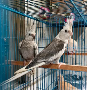 Photo - একজোড়া Adult ককাটেল