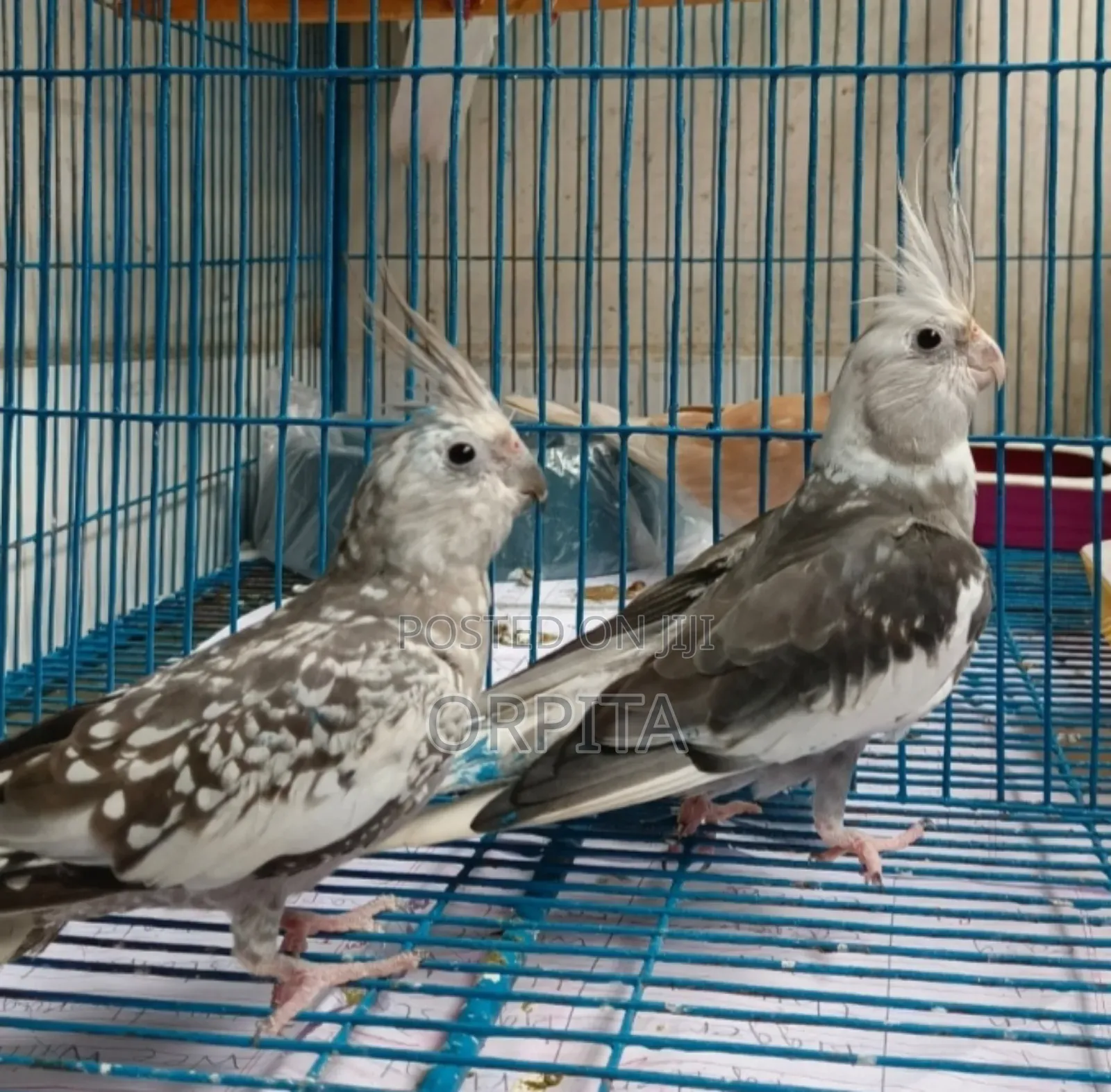 একজোড়া Adult ককাটেল