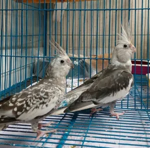 একজোড়া Adult ককাটেল