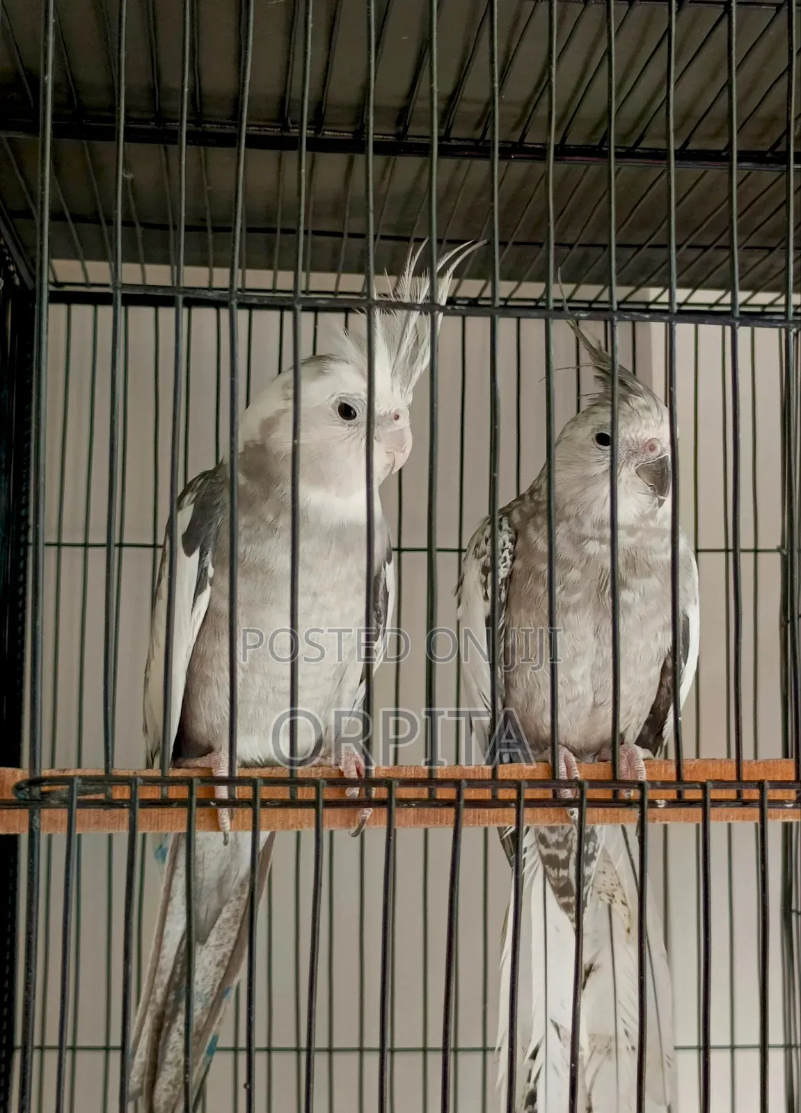 একজোড়া Adult ককাটেল