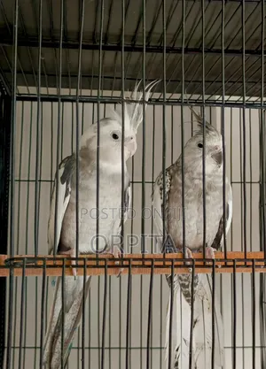 একজোড়া Adult ককাটেল