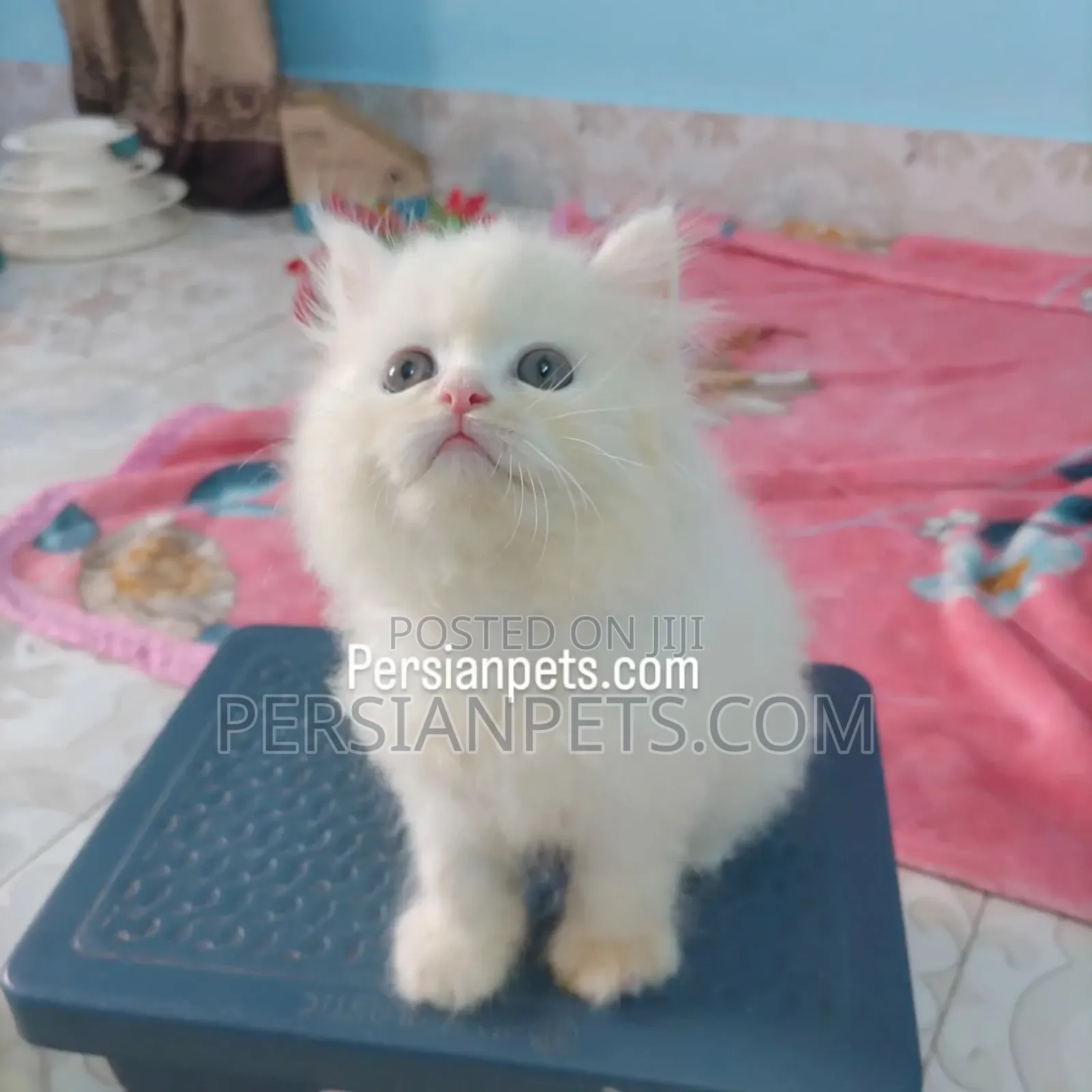 1-3 Months Male Purebred Persian