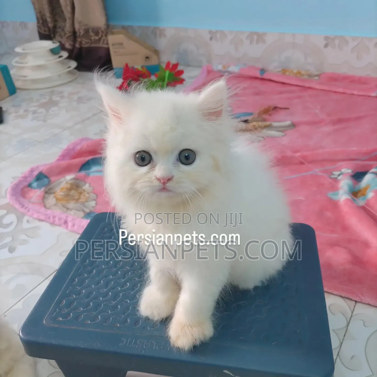 1-3 Months Male Purebred Persian