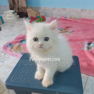 1-3 Months Male Purebred Persian