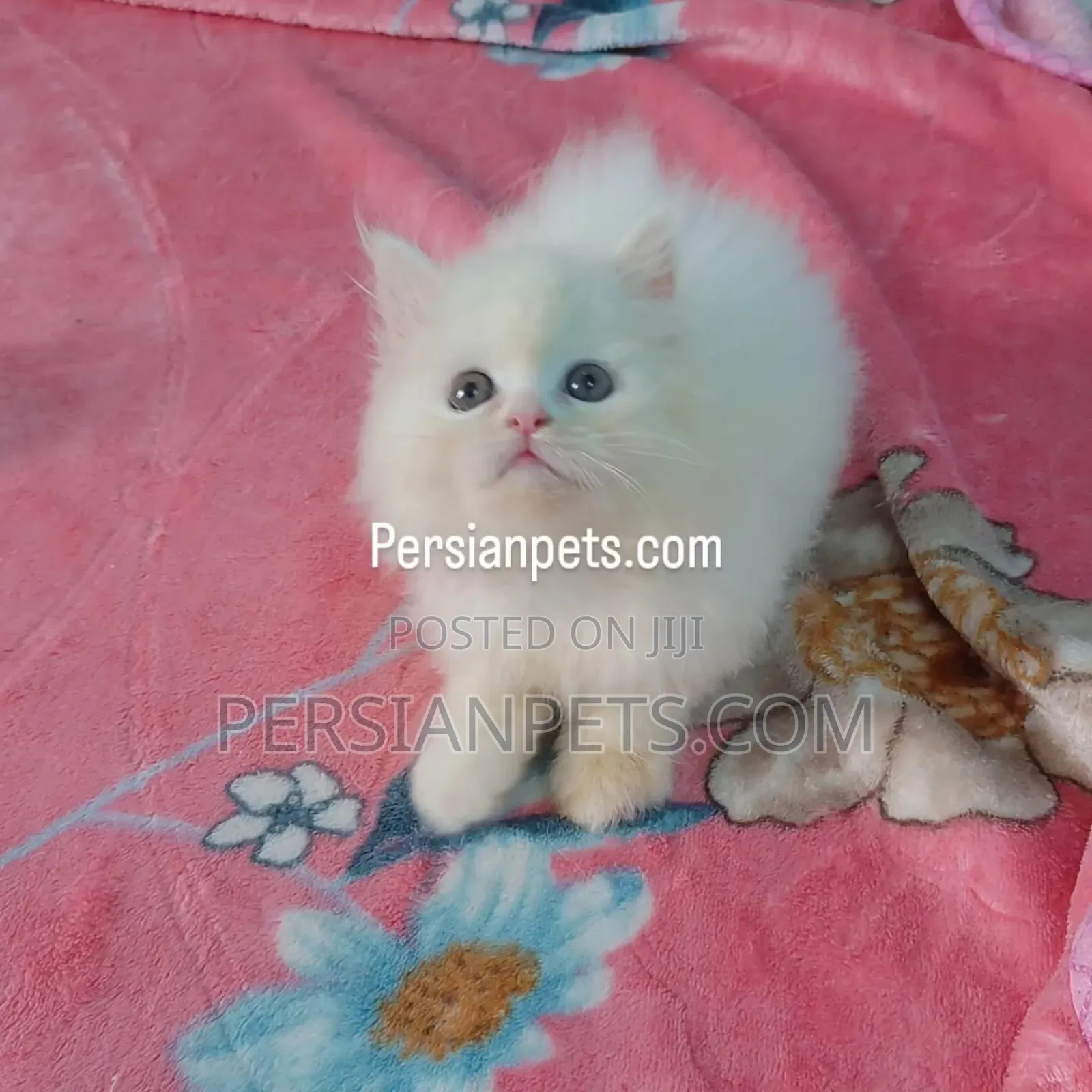 1-3 Months Male Purebred Persian