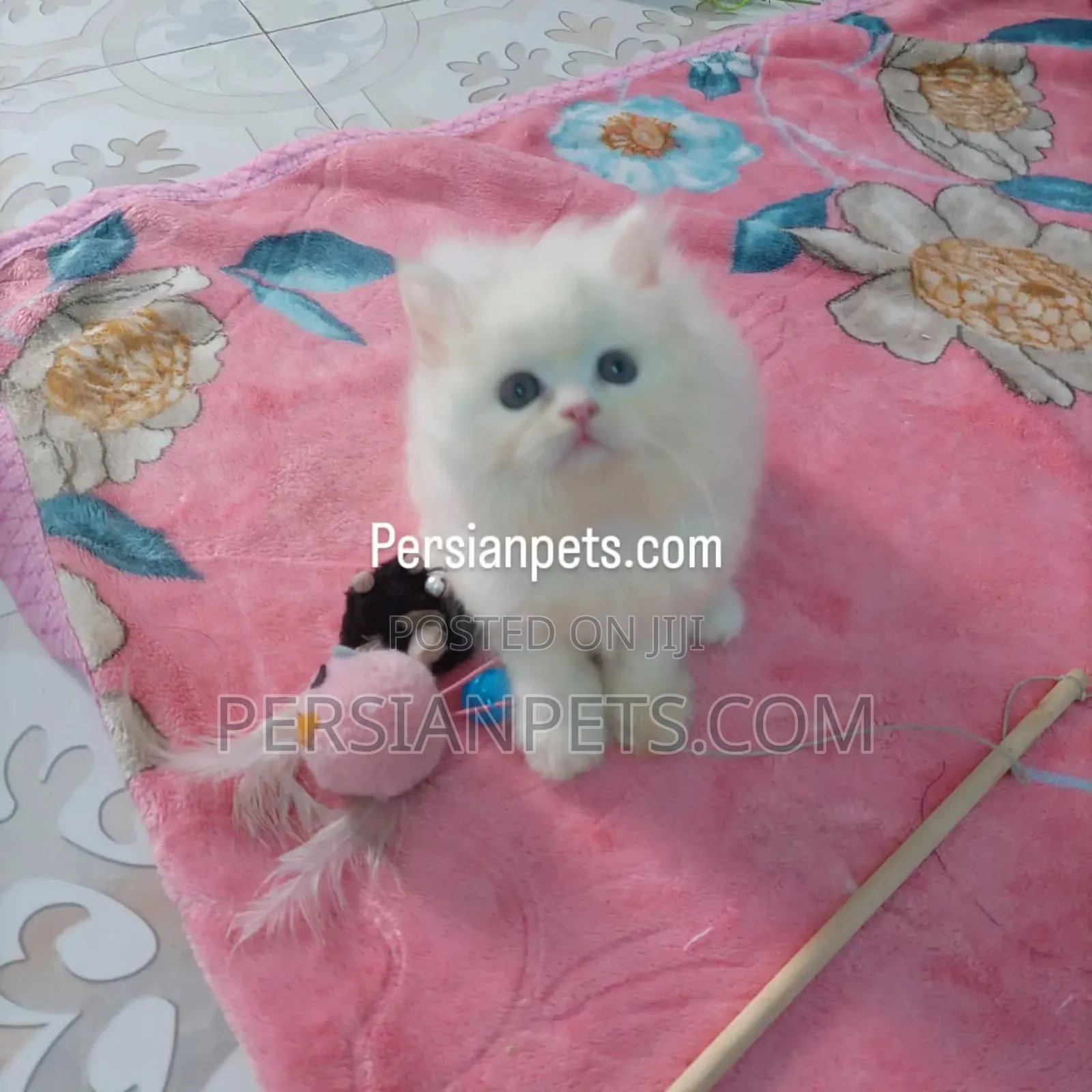 1-3 Months Male Purebred Persian