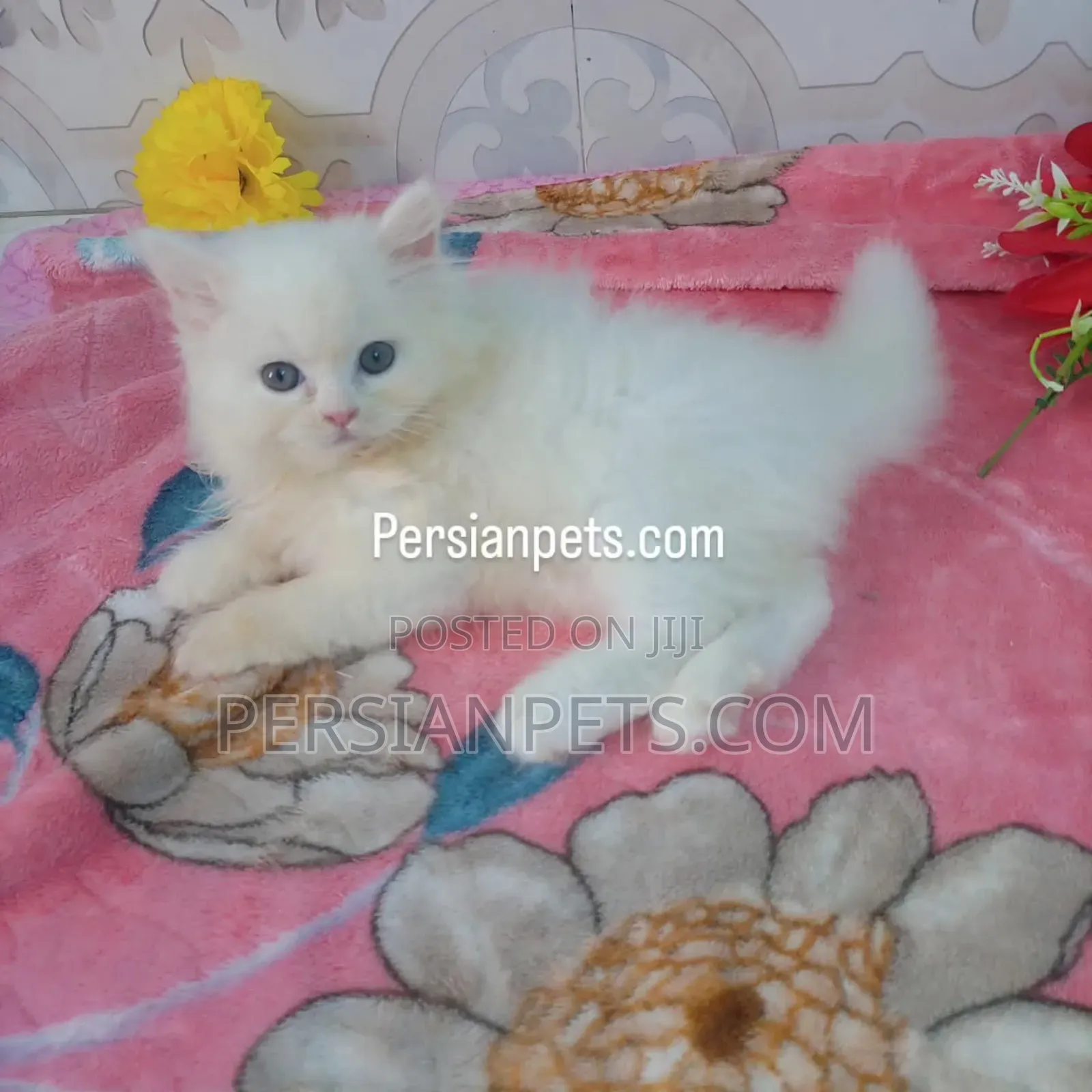1-3 Months Male Purebred Persian