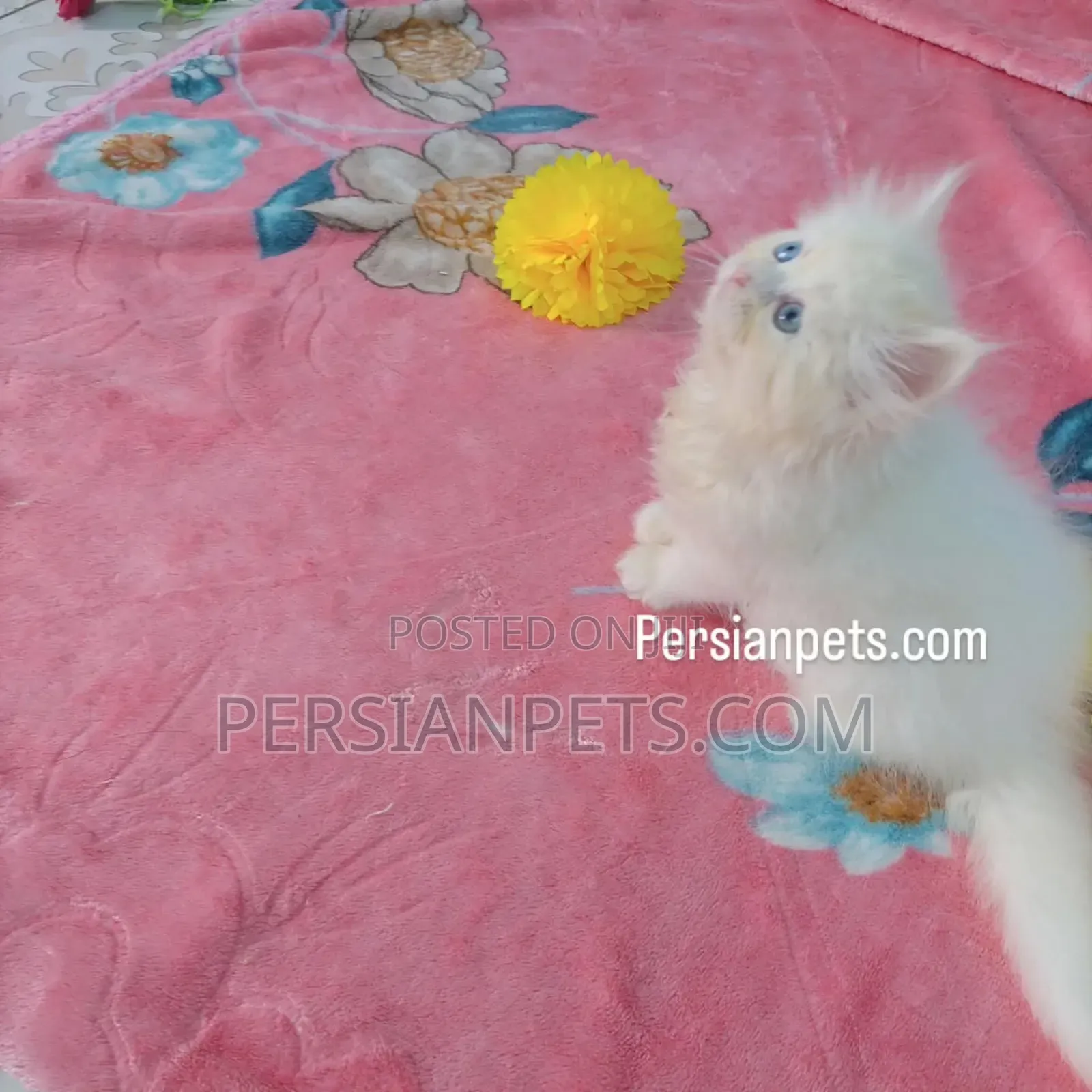 1-3 Months Male Purebred Persian