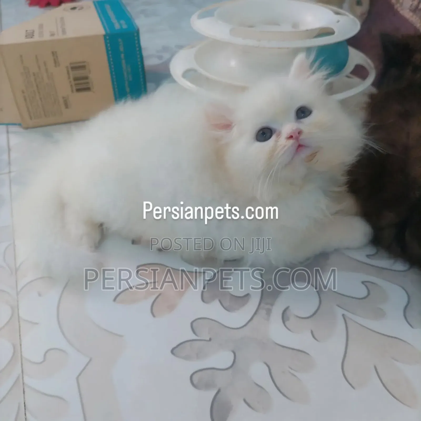 1-3 Months Male Purebred Persian