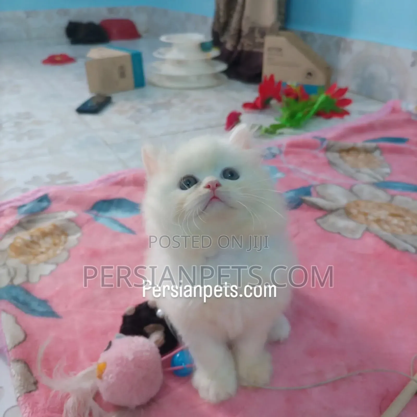 1-3 Months Male Purebred Persian