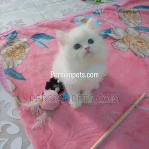 1-3 Months Male Purebred Persian