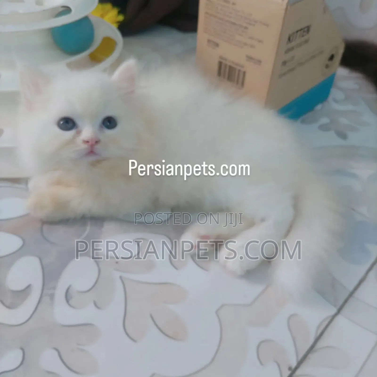 1-3 Months Male Purebred Persian