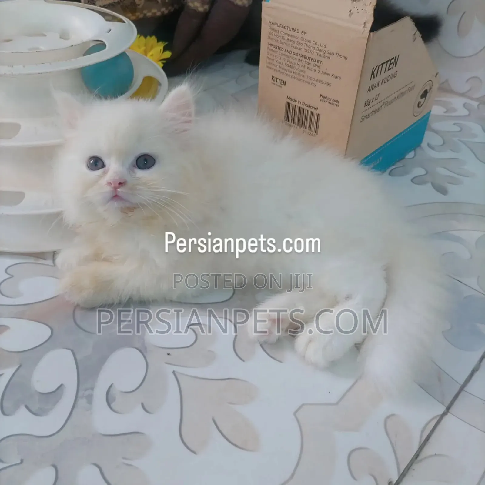 1-3 Months Male Purebred Persian