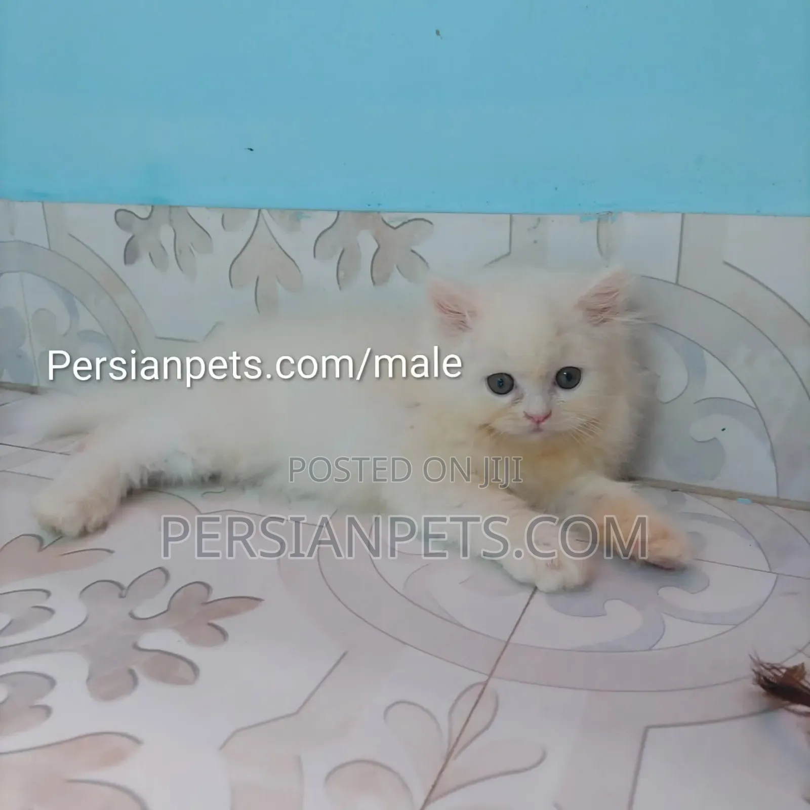 1-3 Months Male Purebred Persian
