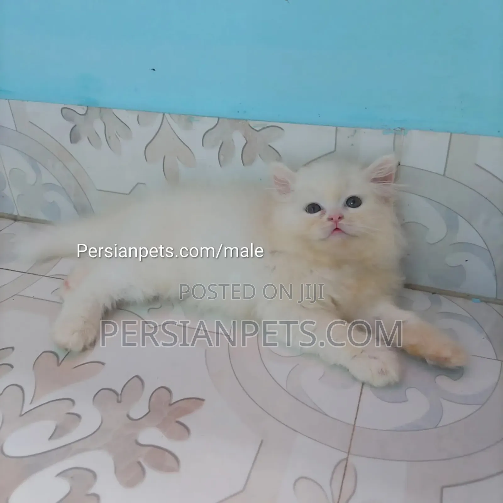 1-3 Months Male Purebred Persian