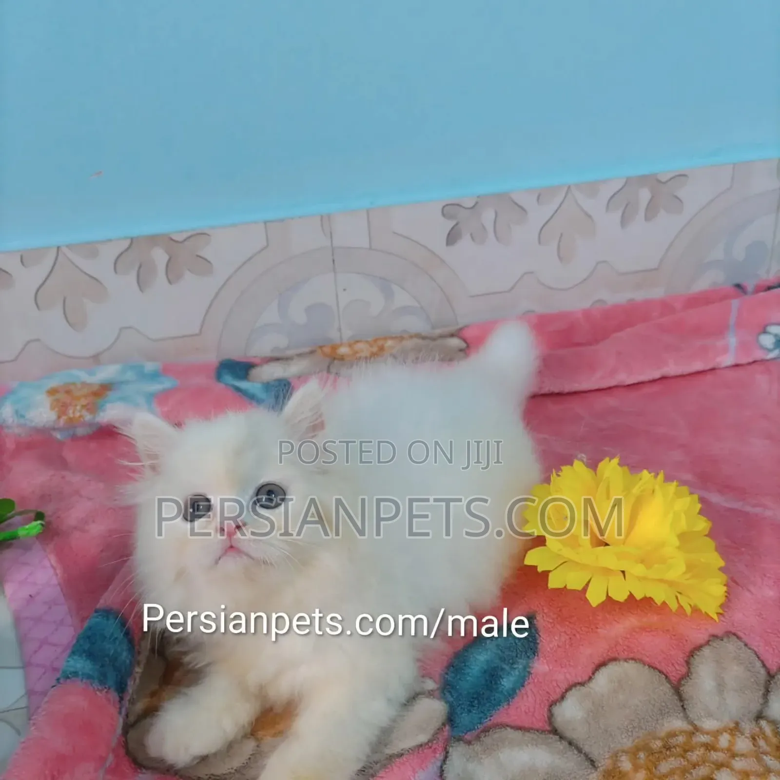 1-3 Months Male Purebred Persian