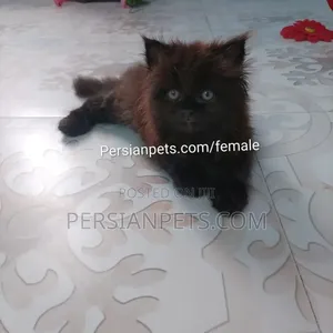 Photo - 1-3 months Female Purebred Persian