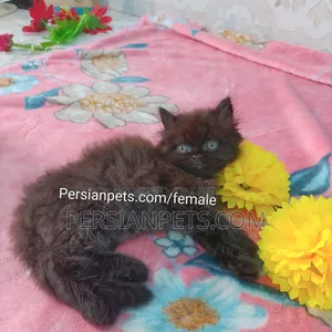 1-3 months Female Purebred Persian