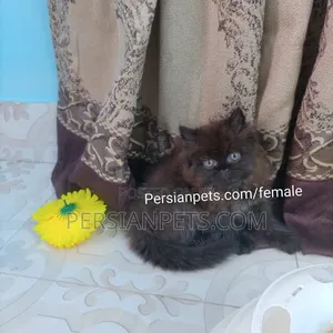 1-3 months Female Purebred Persian