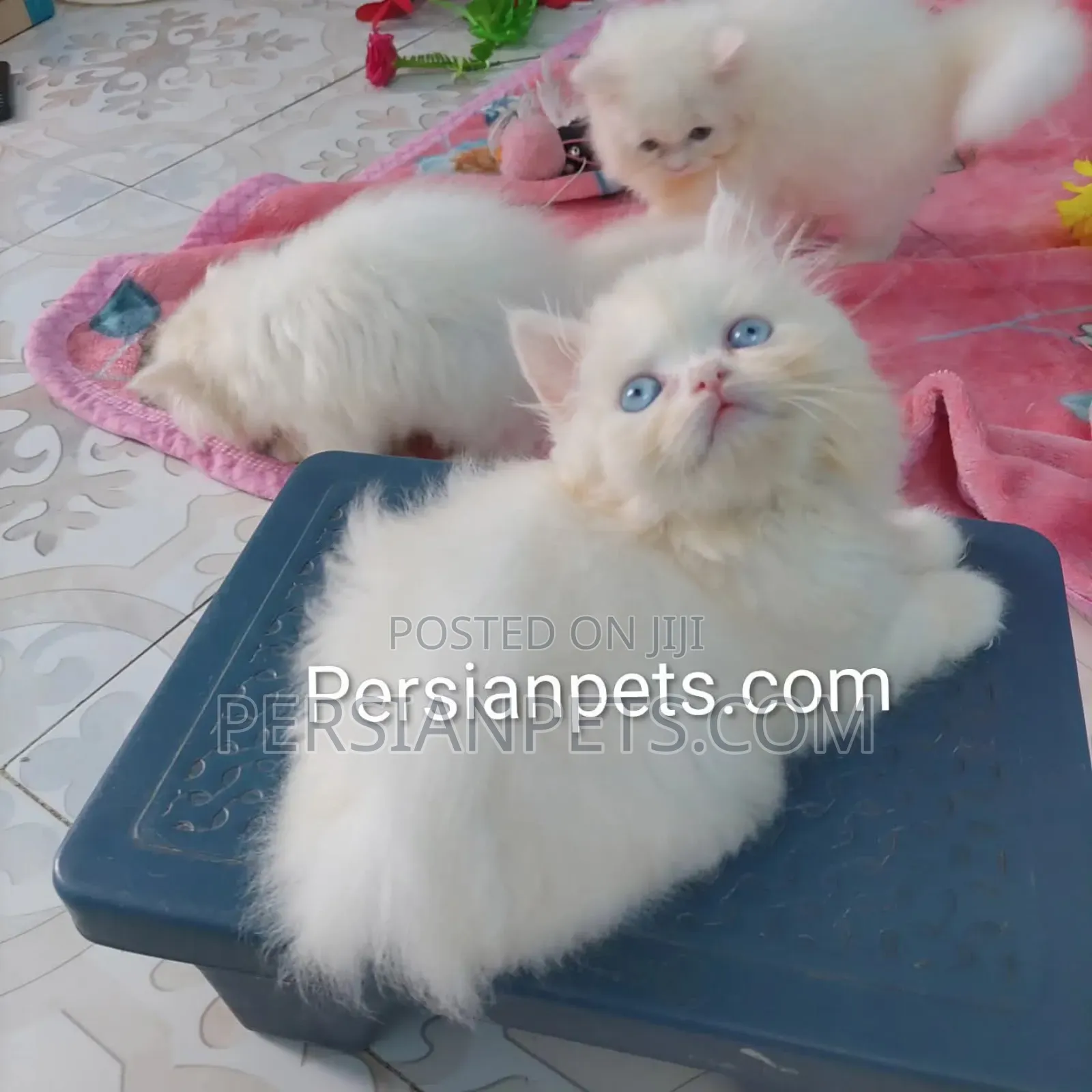 1-3 Months Female Purebred Persian