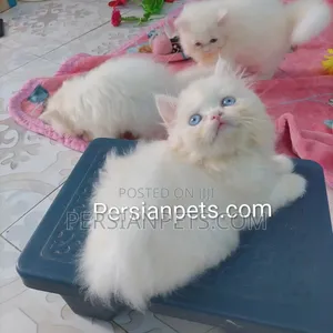 Photo - 1-3 Months Female Purebred Persian