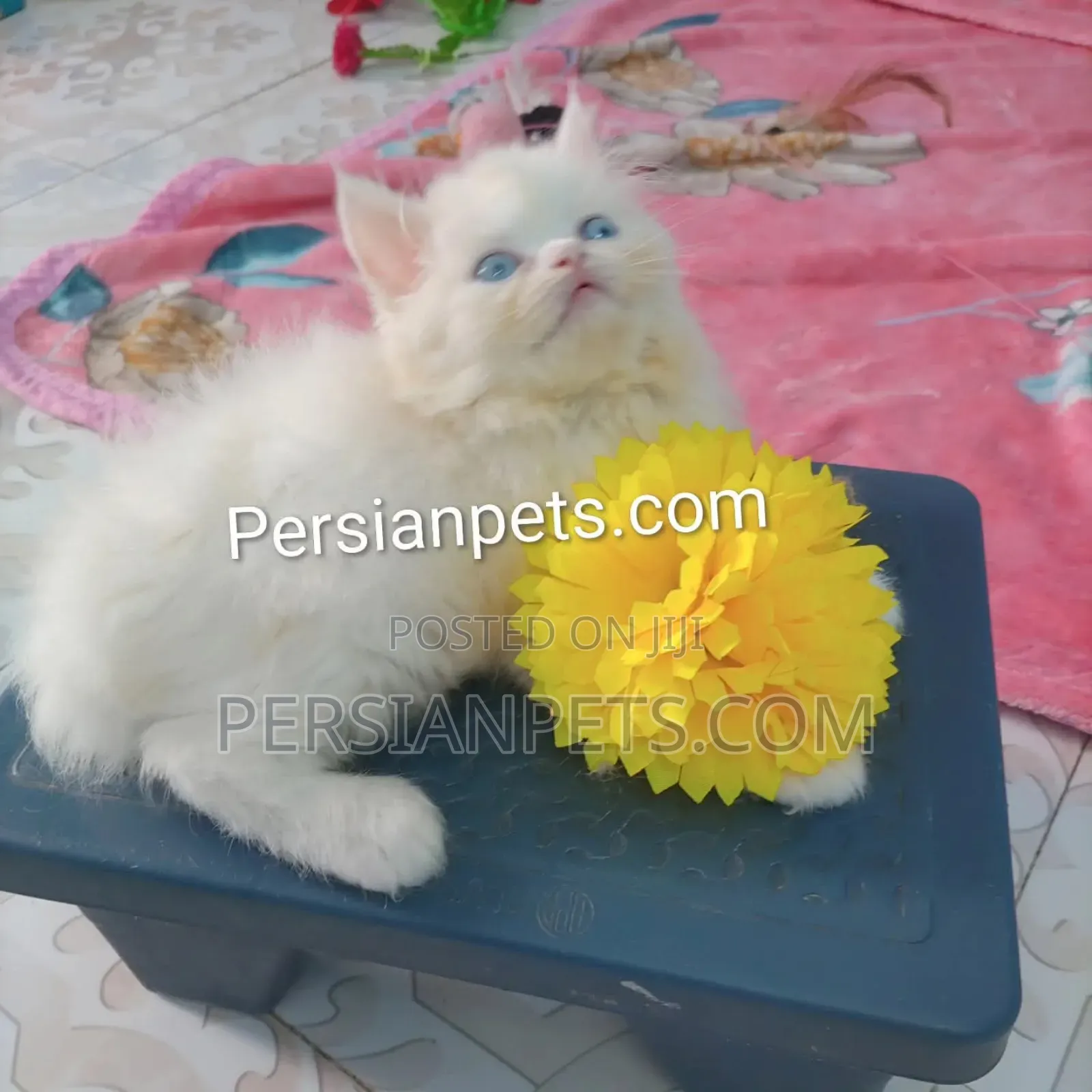 1-3 Months Female Purebred Persian