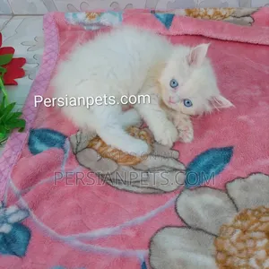 1-3 Months Female Purebred Persian