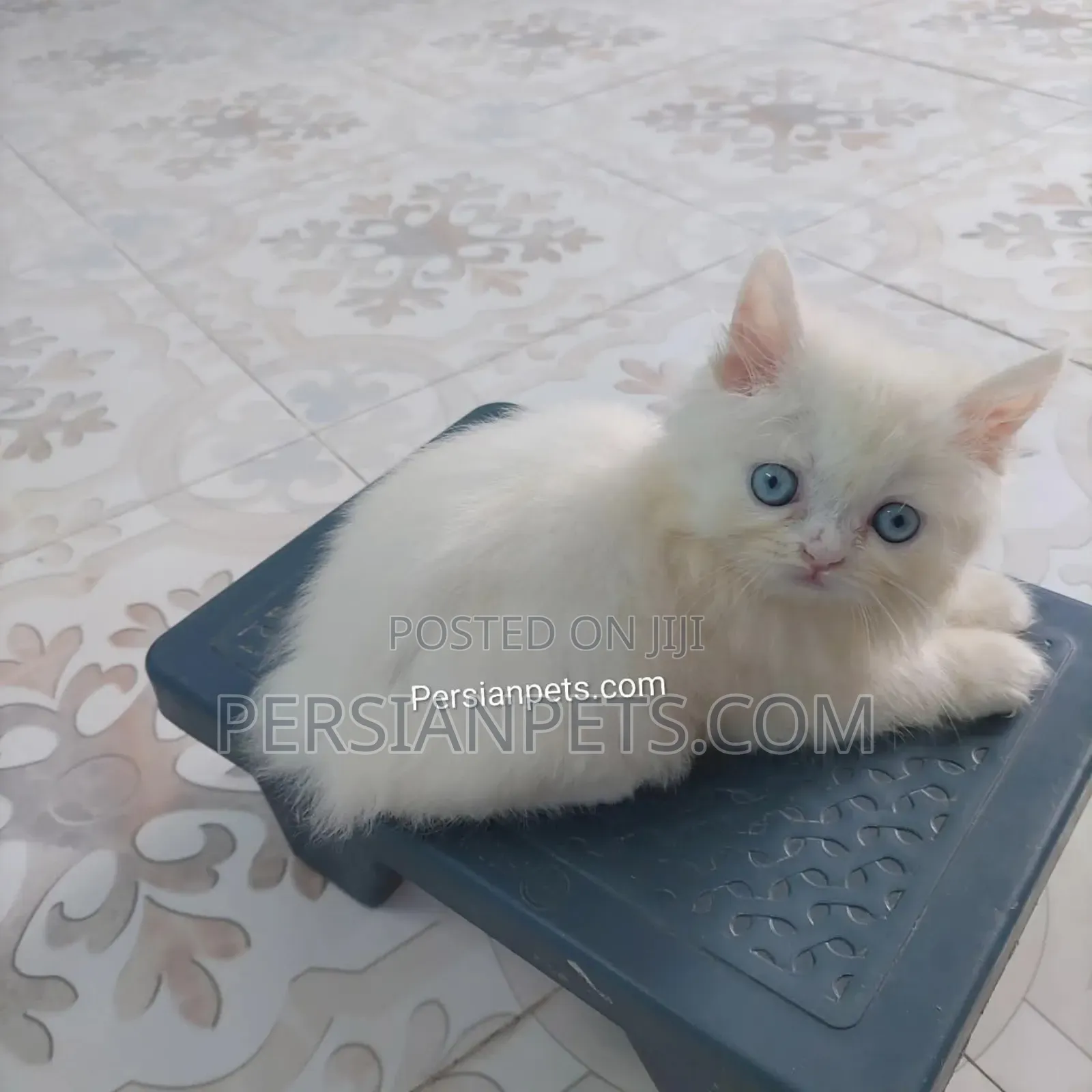 1-3 Months Female Purebred Persian
