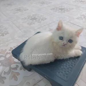 1-3 Months Female Purebred Persian