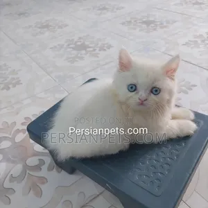 1-3 Months Female Purebred Persian