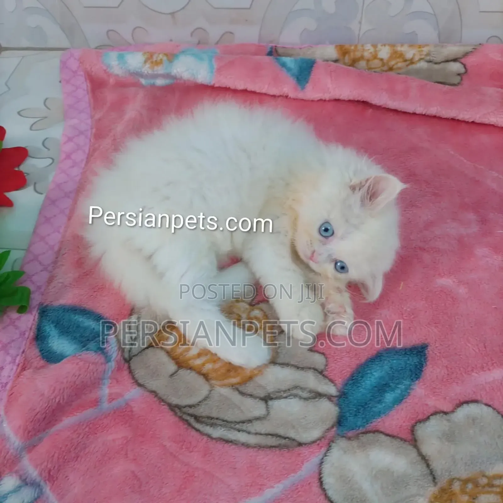 1-3 Months Female Purebred Persian