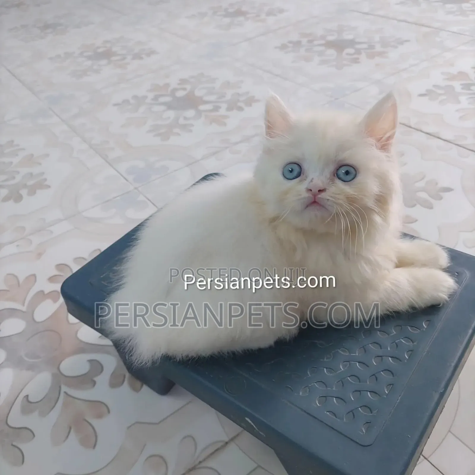 1-3 Months Female Purebred Persian