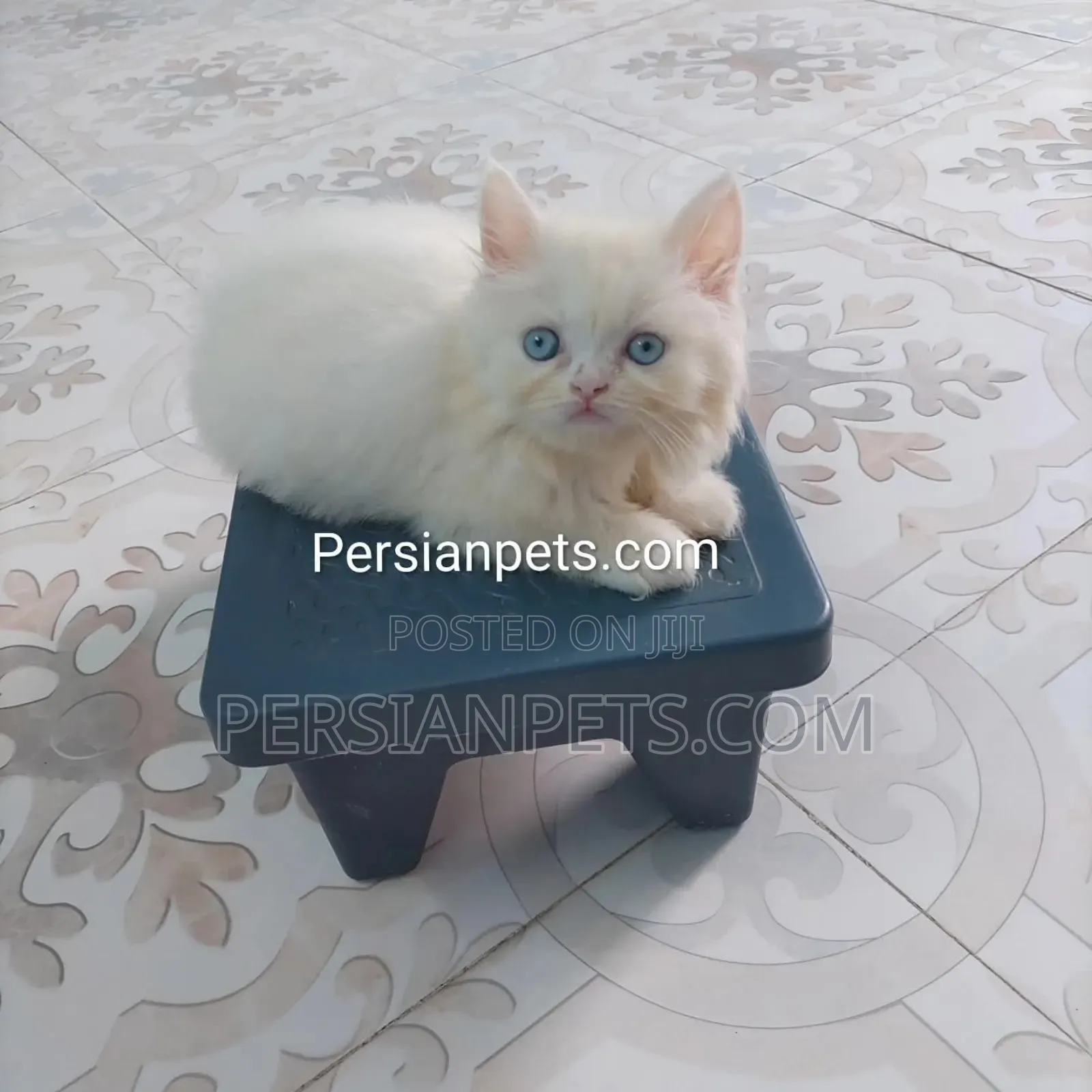1-3 Months Female Purebred Persian