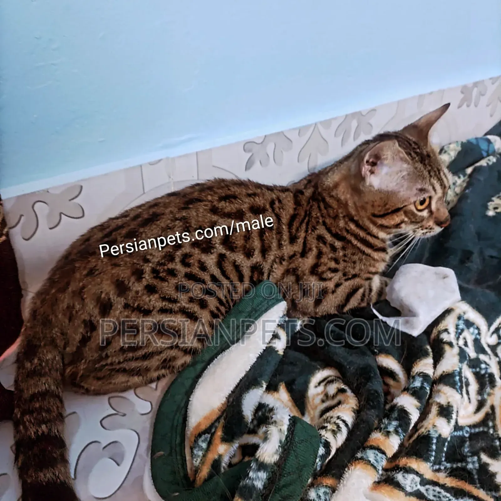 6-12 months Male Purebred Bengal