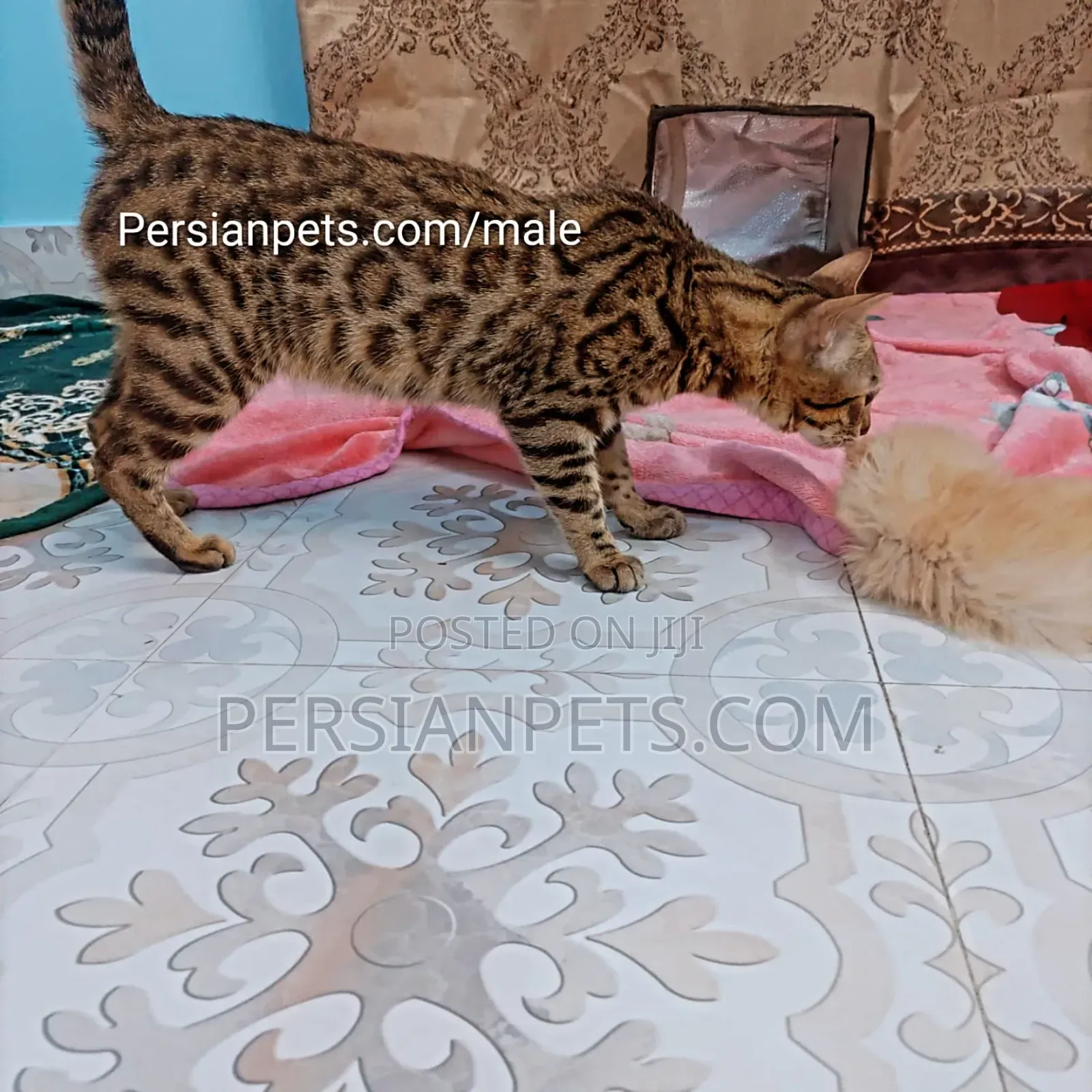 6-12 months Male Purebred Bengal