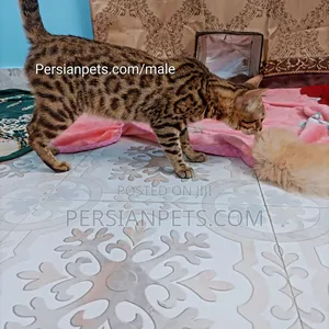 6-12 months Male Purebred Bengal