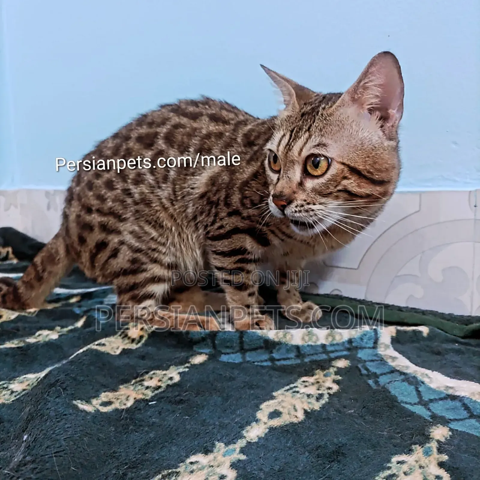 6-12 months Male Purebred Bengal