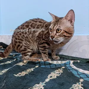 6-12 months Male Purebred Bengal