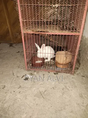 Photo - Rabbit Sell