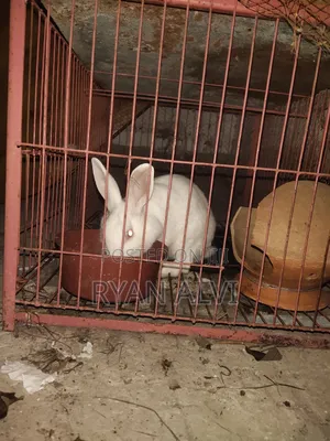 Rabbit Sell