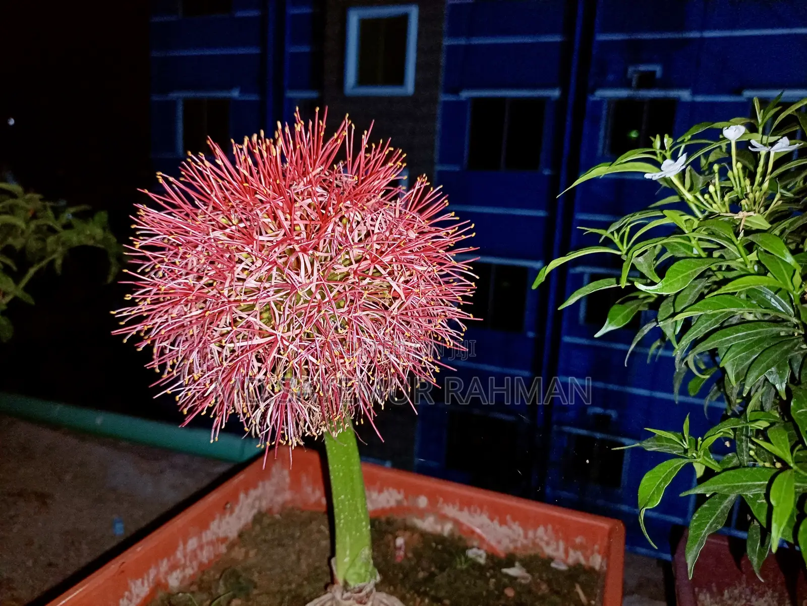 Blood Lily / May Flower / Football Lily