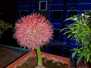 Blood Lily / May Flower / Football Lily